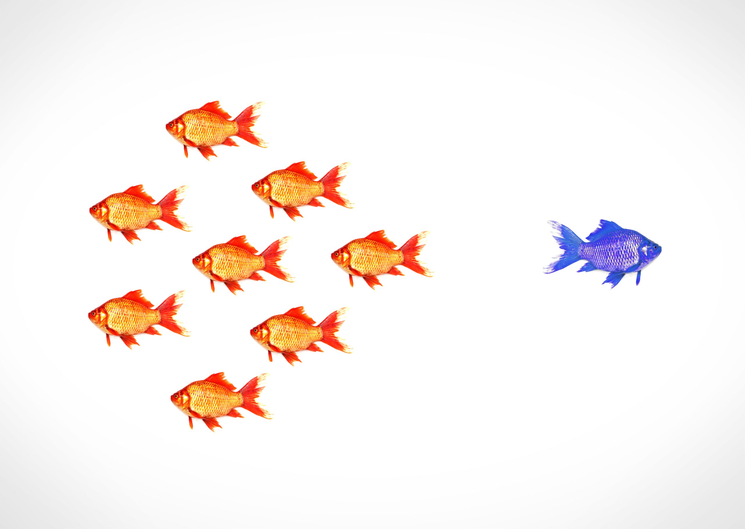 Standing out from the crowd – A blue goldfish escapes from the s